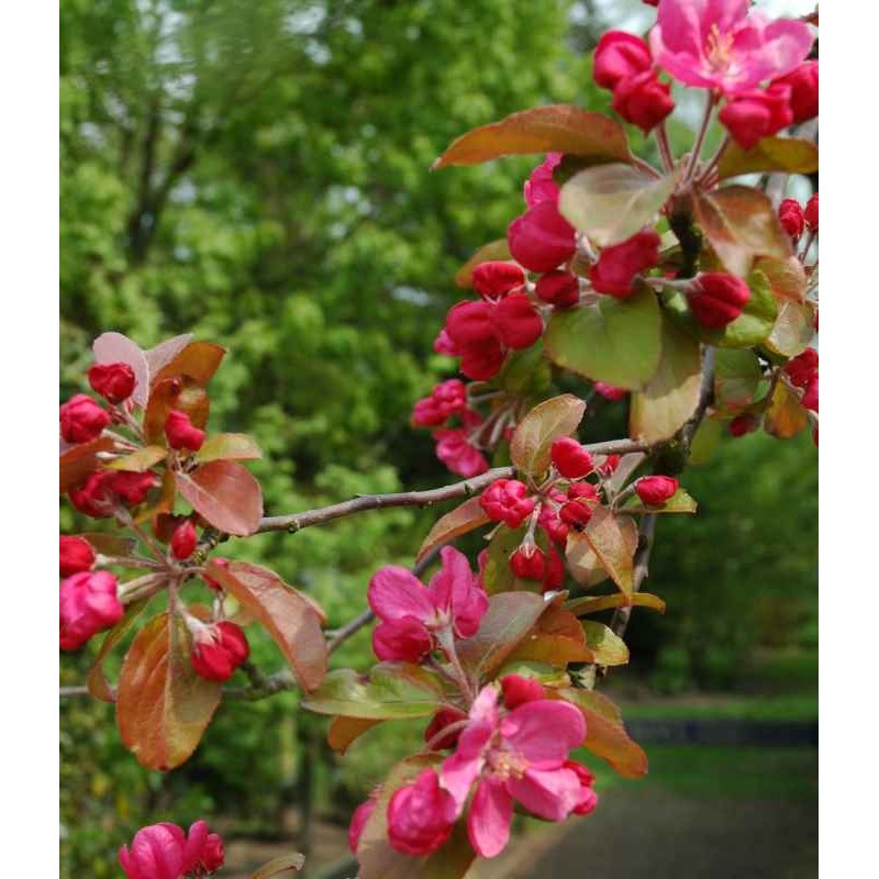 Malus 'Royal Beauty'