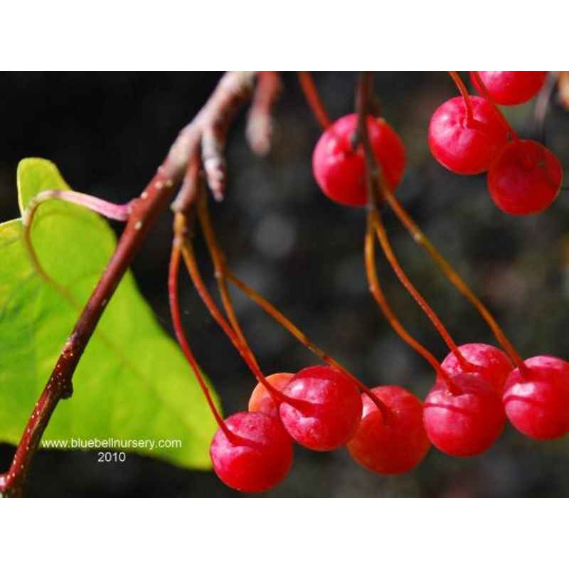 Malus 'Sun Rival' - berries in autumn