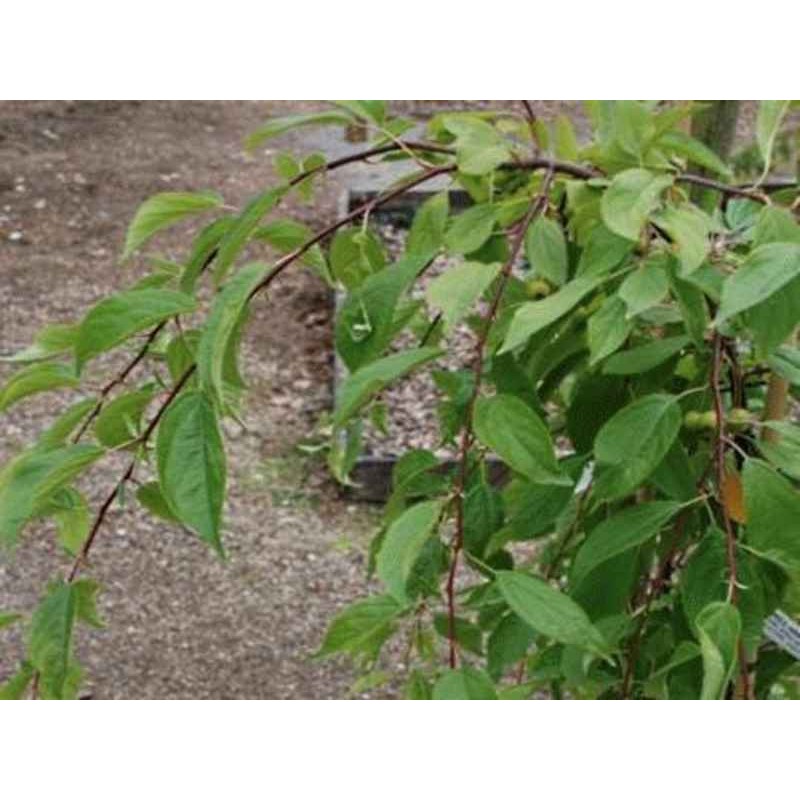 Malus 'Sun Rival' - weeping habit Malus 'Sun Rival' - weeping habit