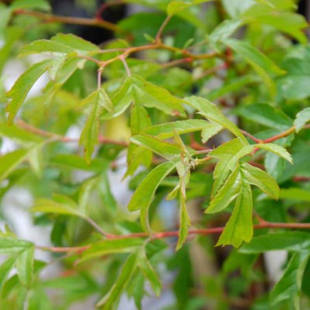 Malus sieboldii