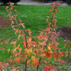 Malus sieboldii - autumn colour