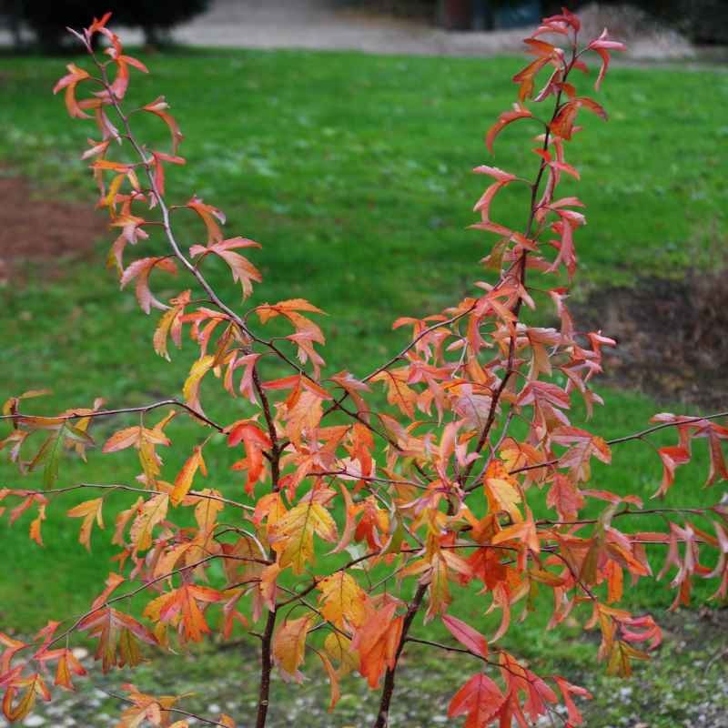 Malus sieboldii - autumn colour