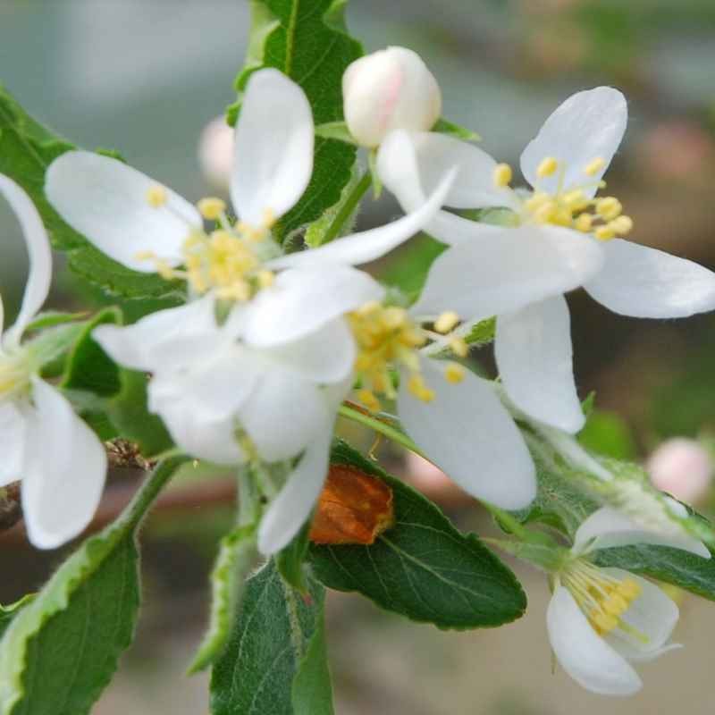 Malus transitoria - spring flowers