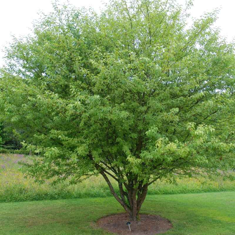 Malus transitoria Malus transitoria