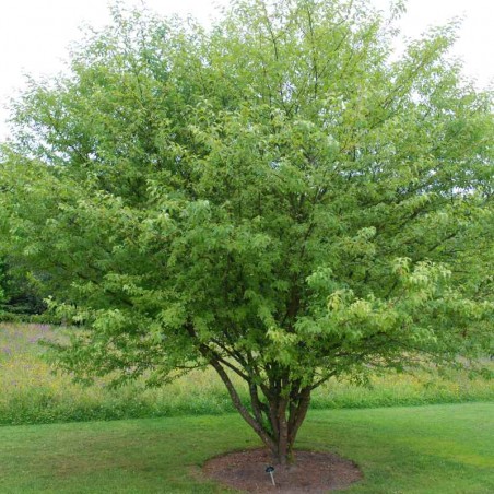 Malus transitoria - multi-stemmed specimen Malus transitoria - multi-stemmed specimen