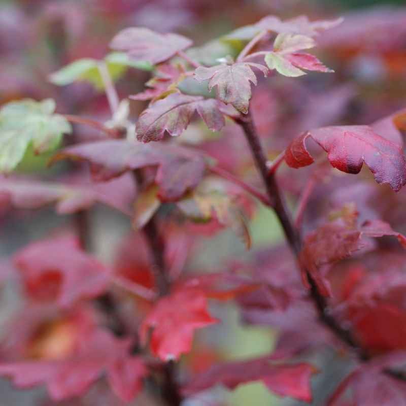 Malus trilobata