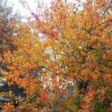 Malus x 'Evereste' Malus x 'Evereste'