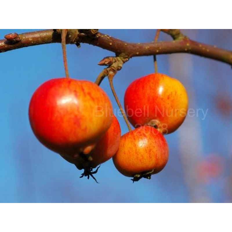 Malus x 'Evereste'
