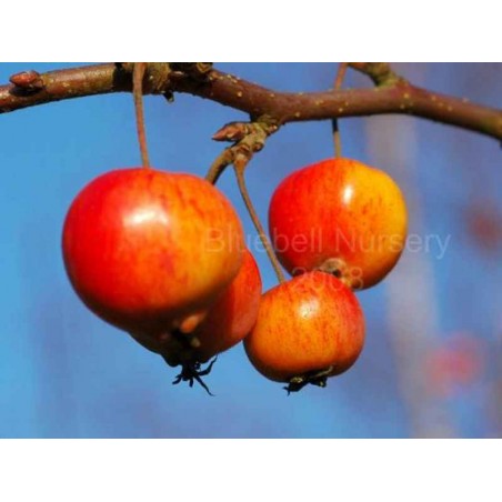 Malus x 'Evereste' Malus x 'Evereste'