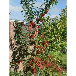 Malus x 'Red Sentinel'