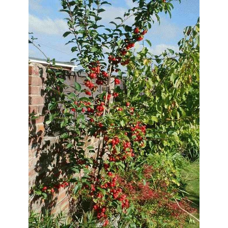 Malus x 'Red Sentinel'
