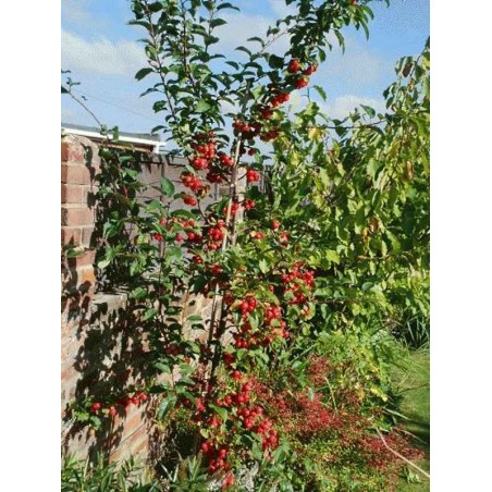 Malus x 'Red Sentinel' Malus x 'Red Sentinel'