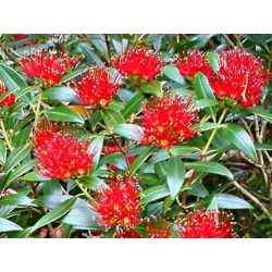 Metrosideros umbellata