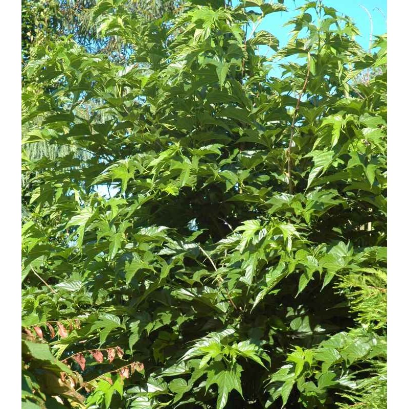 Morus alba 'Macrophylla' Morus alba 'Macrophylla'