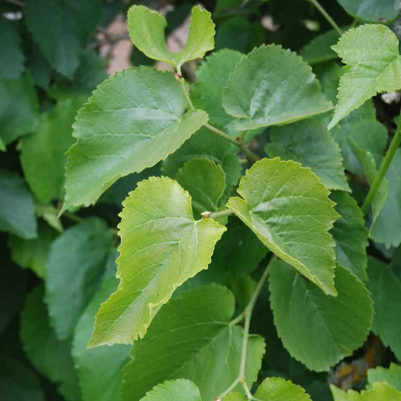 Morus nigra