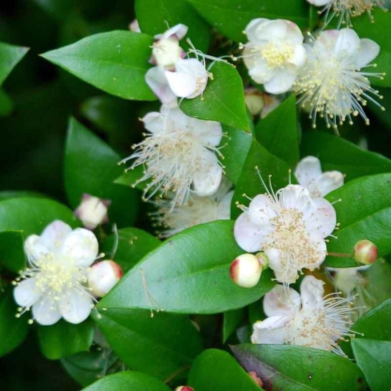 Myrtus communis