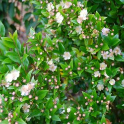 Myrtus communis
