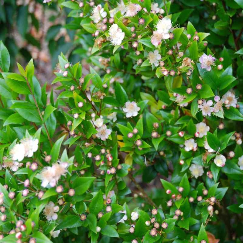 Myrtus communis
