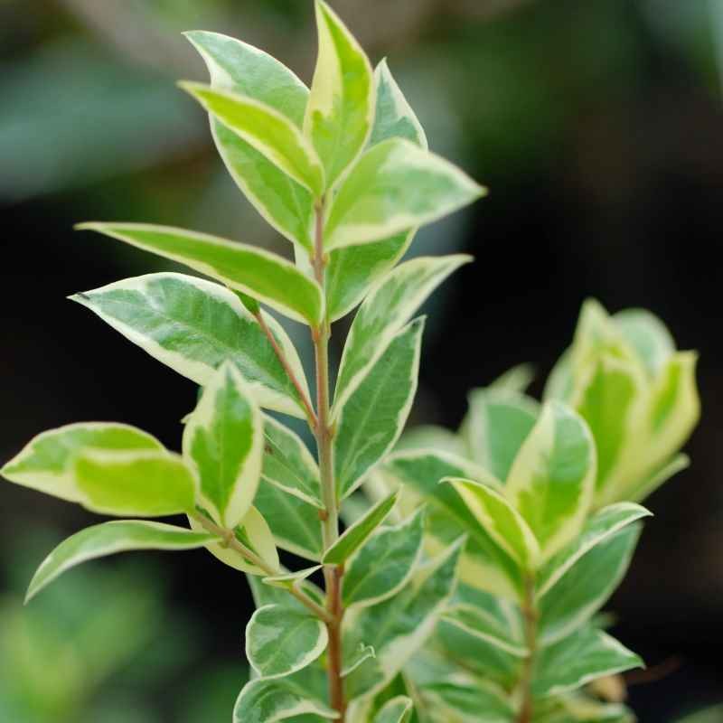 Myrtus communis 'Variegata'