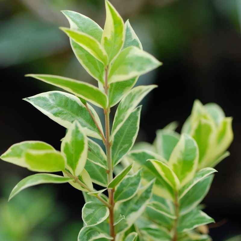 Myrtus communis 'Variegata' Myrtus communis 'Variegata'