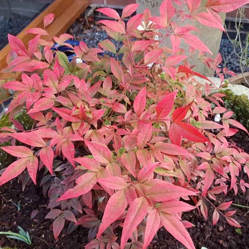 Nandina domestica 'Obsessed'