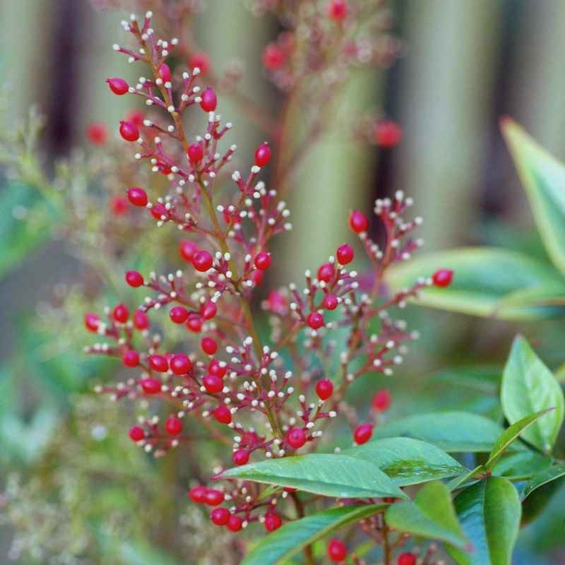 Nandina domestica 'Richmond' Nandina domestica 'Richmond'