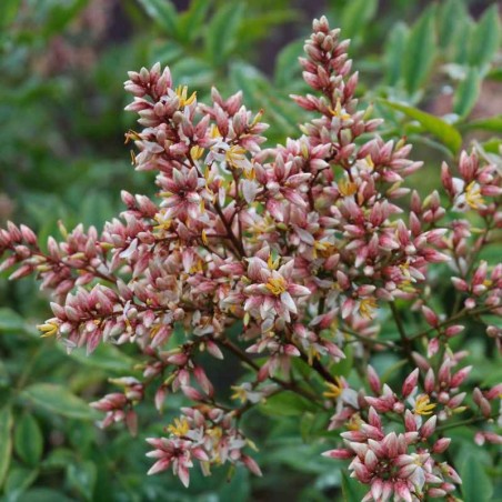 Nandina domestica 'Richmond' Nandina domestica 'Richmond'