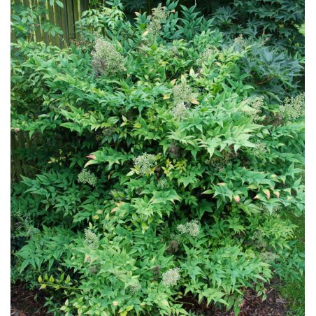 Nandina domestica 'Richmond' Nandina domestica 'Richmond'
