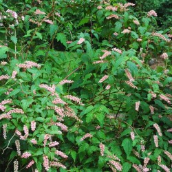 Neillia thibetica - summer flowers