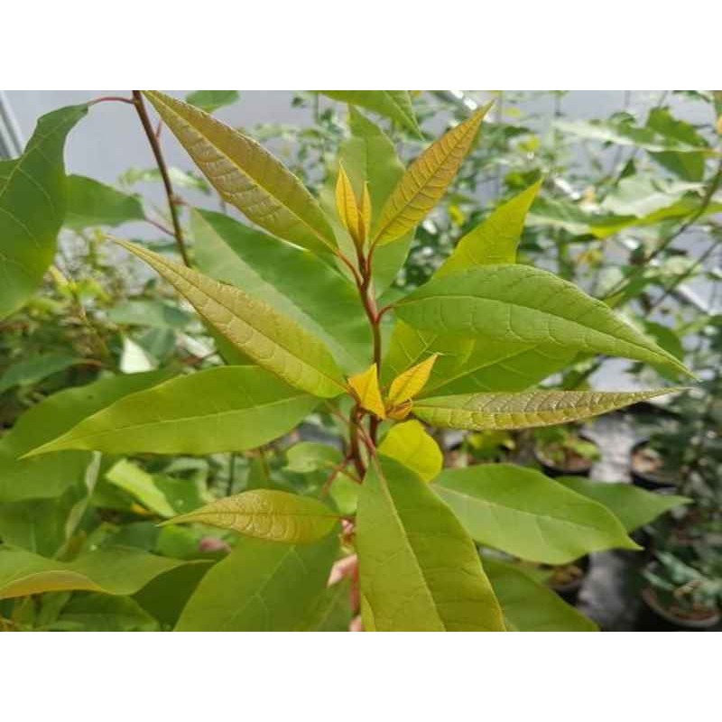 Nyssa aquatica Nyssa aquatica