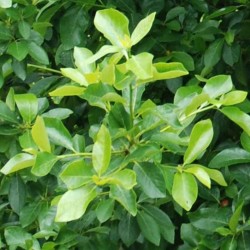 Nyssa sylvatica