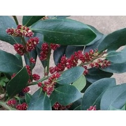 Distylium racemosum