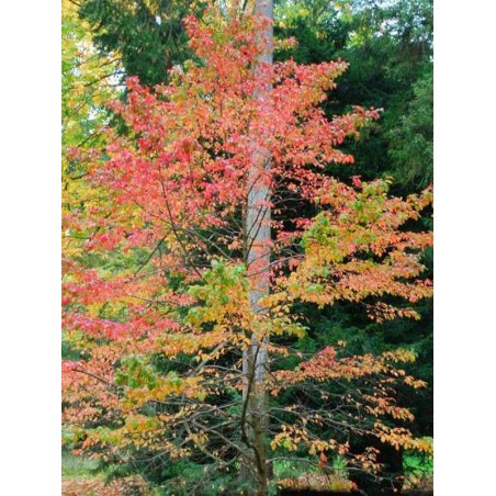 Nyssa sylvatica Nyssa sylvatica