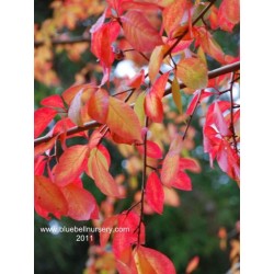 Nyssa sylvatica - autumn colour