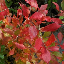 Nyssa sylvatica