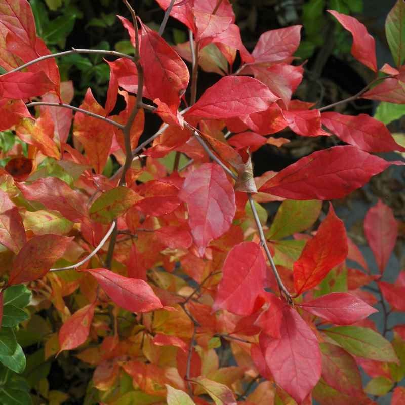 Nyssa sylvatica