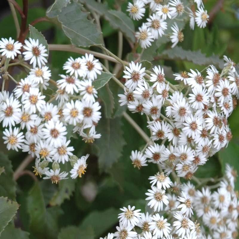 Olearia macrodonta