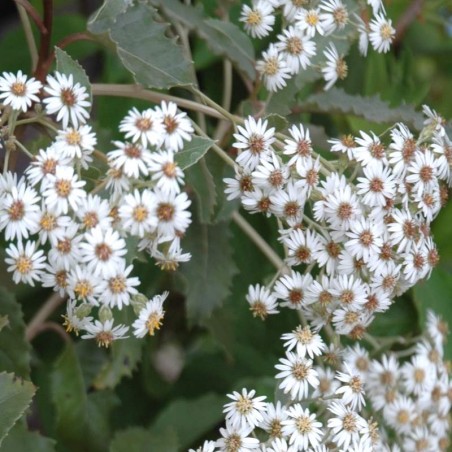 Olearia macrodonta
