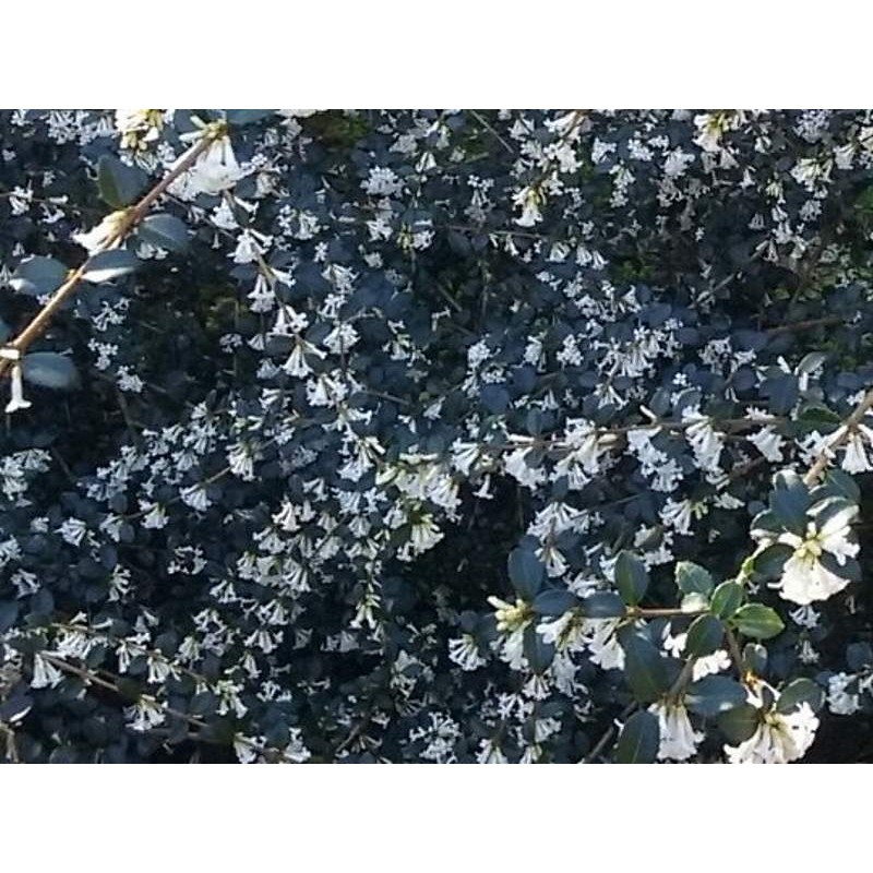 Osmanthus delavayi