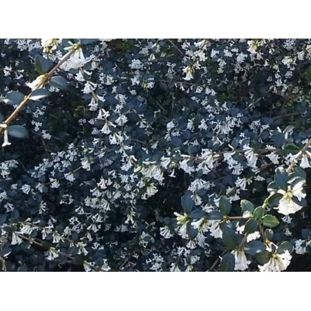 Osmanthus delavayi Osmanthus delavayi