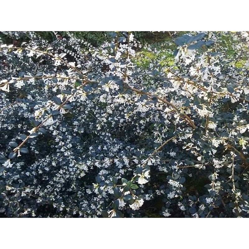 Osmanthus delavayi Osmanthus delavayi