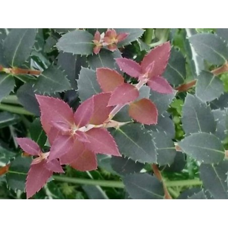 Osmanthus delavayi 'Frank Knight' Osmanthus delavayi 'Frank Knight'