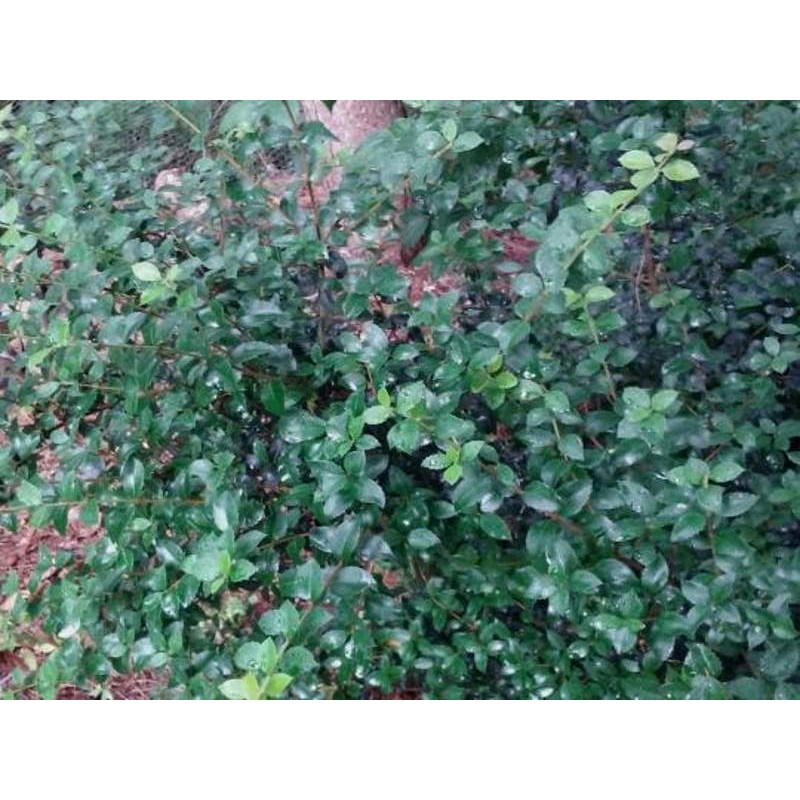 Osmanthus delavayi 'Frank Knight'