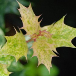Osmanthus heterophyllus 'Goshiki'