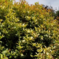 Osmanthus heterophyllus 'Goshiki'