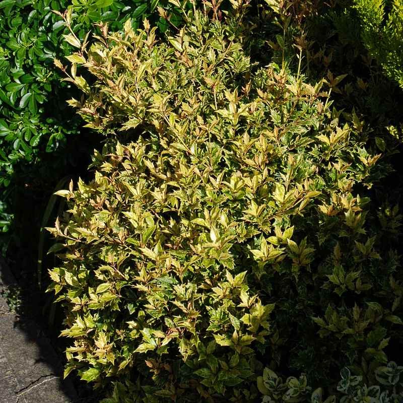 Osmanthus heterophyllus 'Goshiki' Osmanthus heterophyllus 'Goshiki'