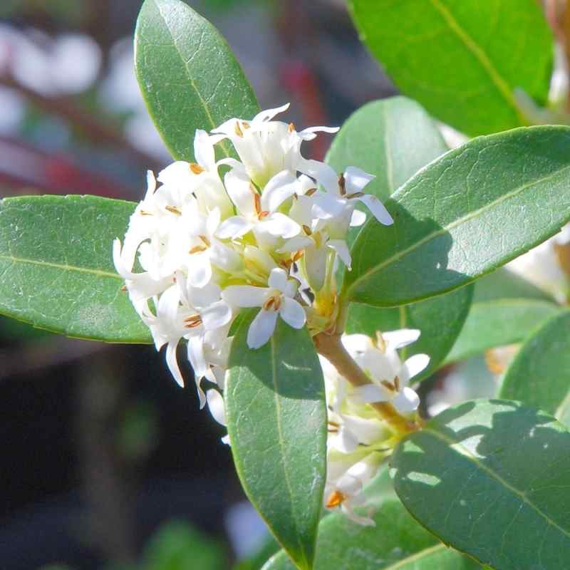 Osmanthus x burkwoodii