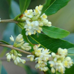 Osmanthus yunnanensis