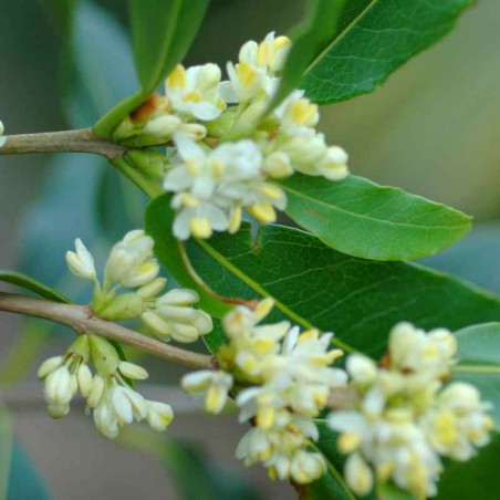 Osmanthus yunnanensis Osmanthus yunnanensis