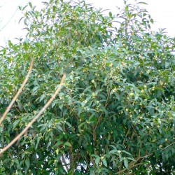 Osmanthus yunnanensis